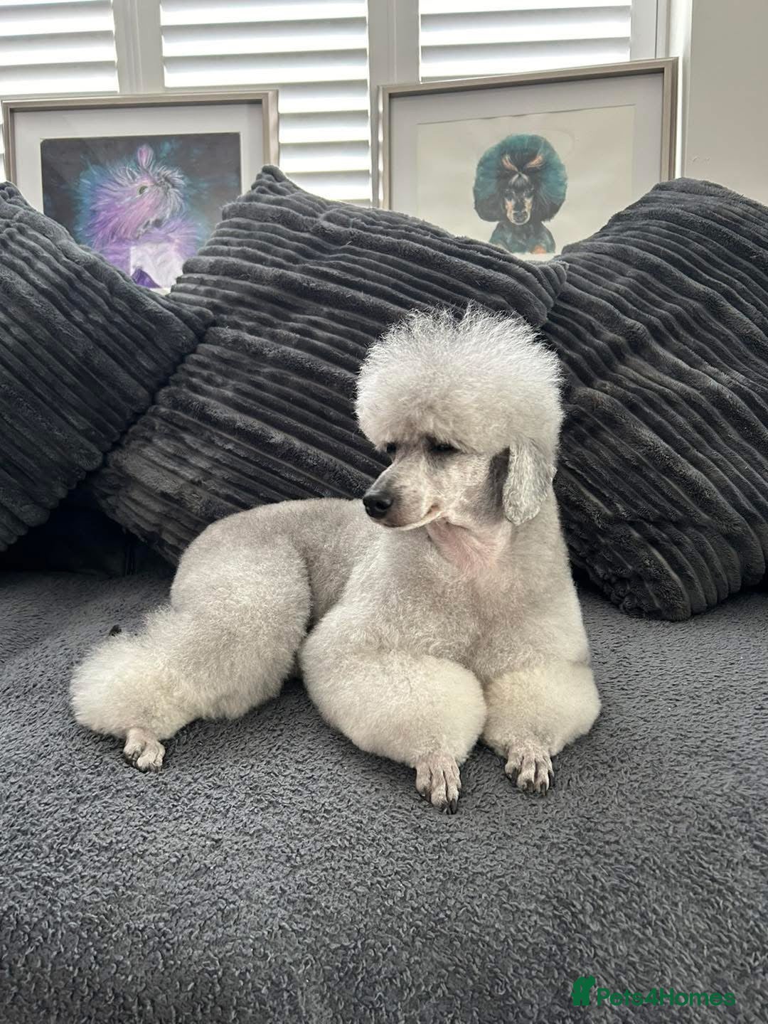 Miniature Poodle dogs for sale: OUTSTANDING SILVER MINI POODLES BEST IN 🇬🇧  - Advert 2