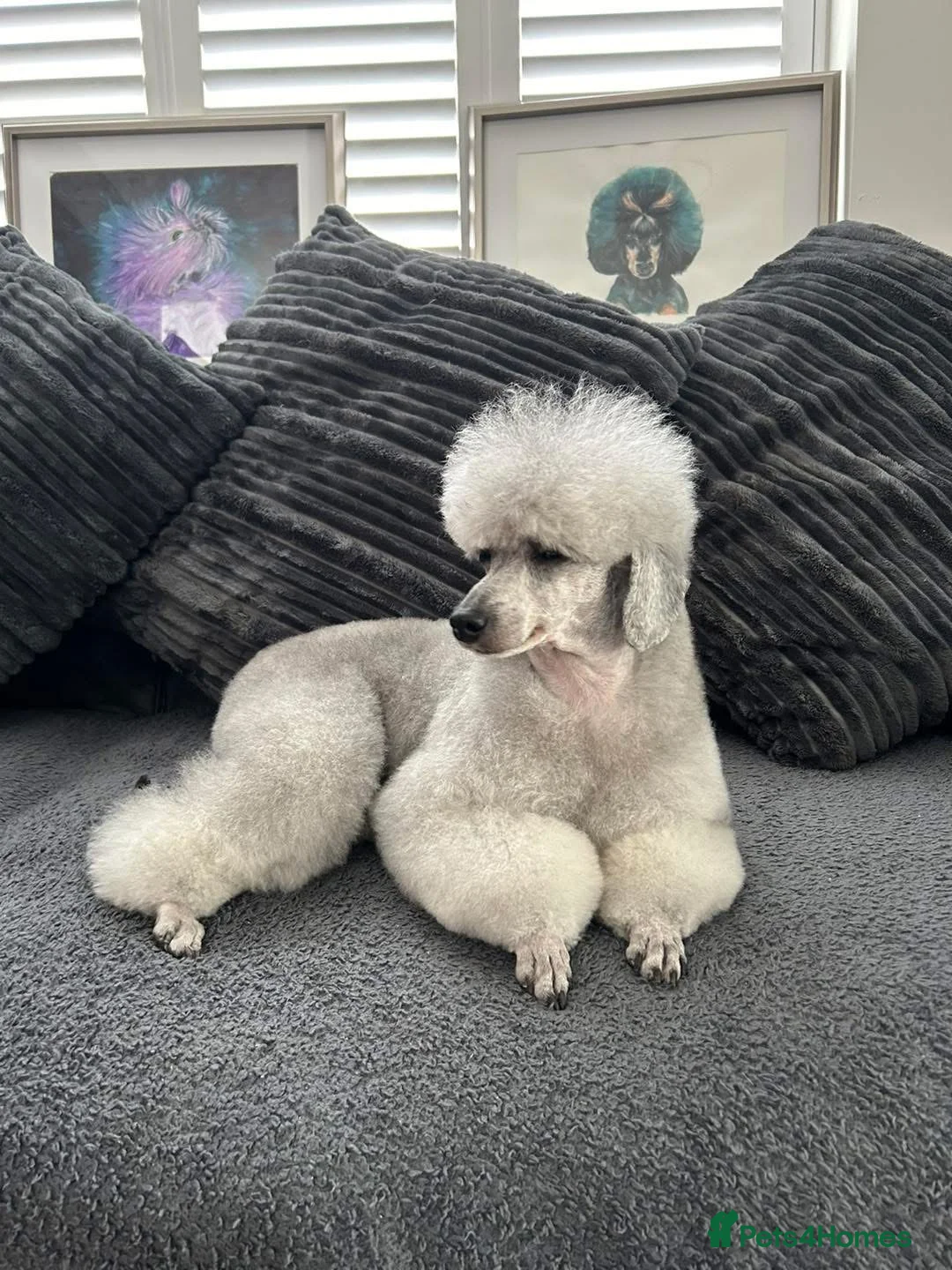 Miniature Poodle dogs for sale: OUTSTANDING SILVER MINI POODLES BEST IN 🇬🇧  - Advert 13