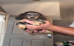 Miniature Dachshund dogs for sale: Beautiful miniature dachshunds for sale - Image 2