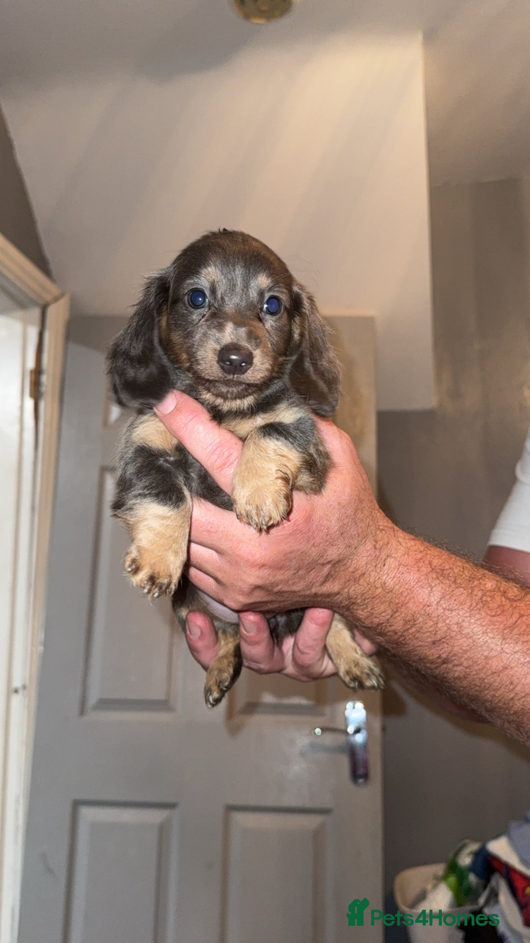Miniature Dachshund dogs for sale: Beautiful miniature dachshunds for sale - Image 2