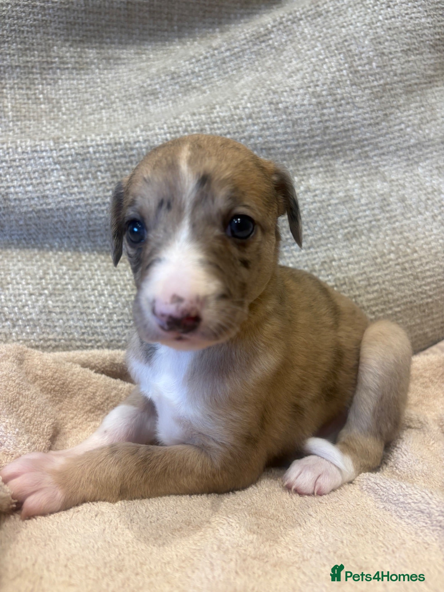 Mixed Breed dogs Whippet x lurcher pups - Advert 3