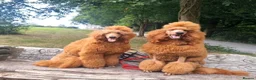 Standard Poodle dogs for sale: Exquisite St Poodle Puppies From Fully Health Test - Advert 1