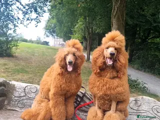 Standard Poodle dogs Exquisite St Poodle Puppies From Fully Health Test - Advert 3