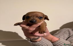 Dachshund dogs for sale: Dachshund puppies for sale  - Image 4