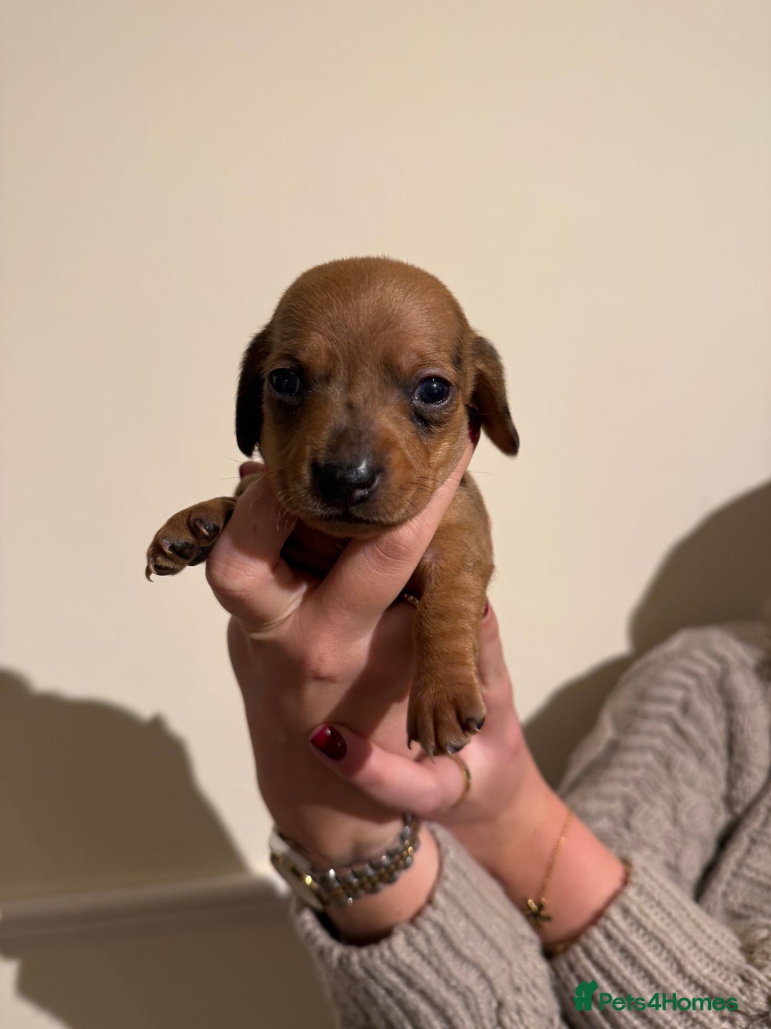 Dachshund dogs for sale: Dachshund puppies for sale  - Image 4