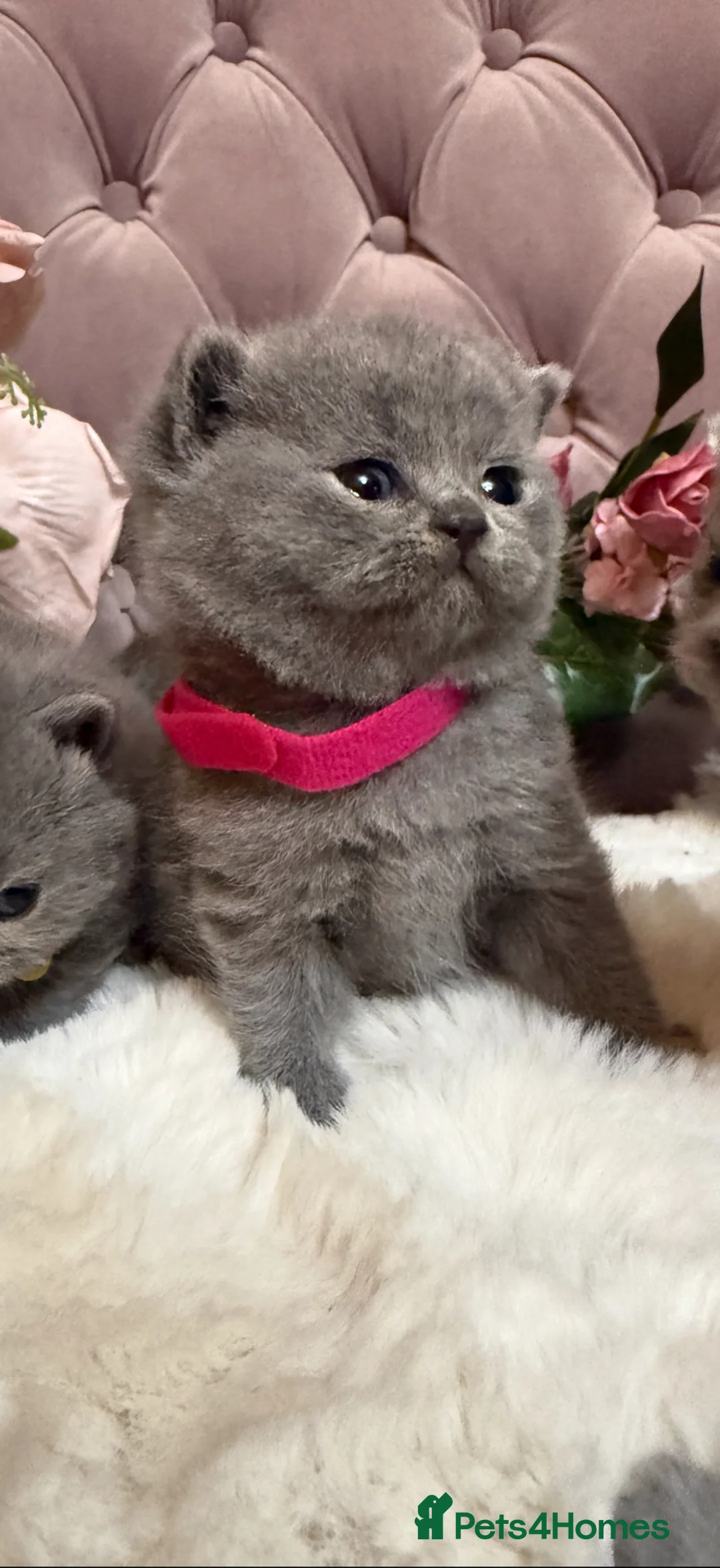 British Shorthair cats for sale: Beautiful Fluffy Chunky BSH Kittens  - Advert 2