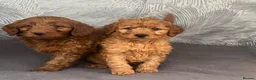 Cavapoo dogs for sale: Cavapoo puppies for sale  - Advert 1