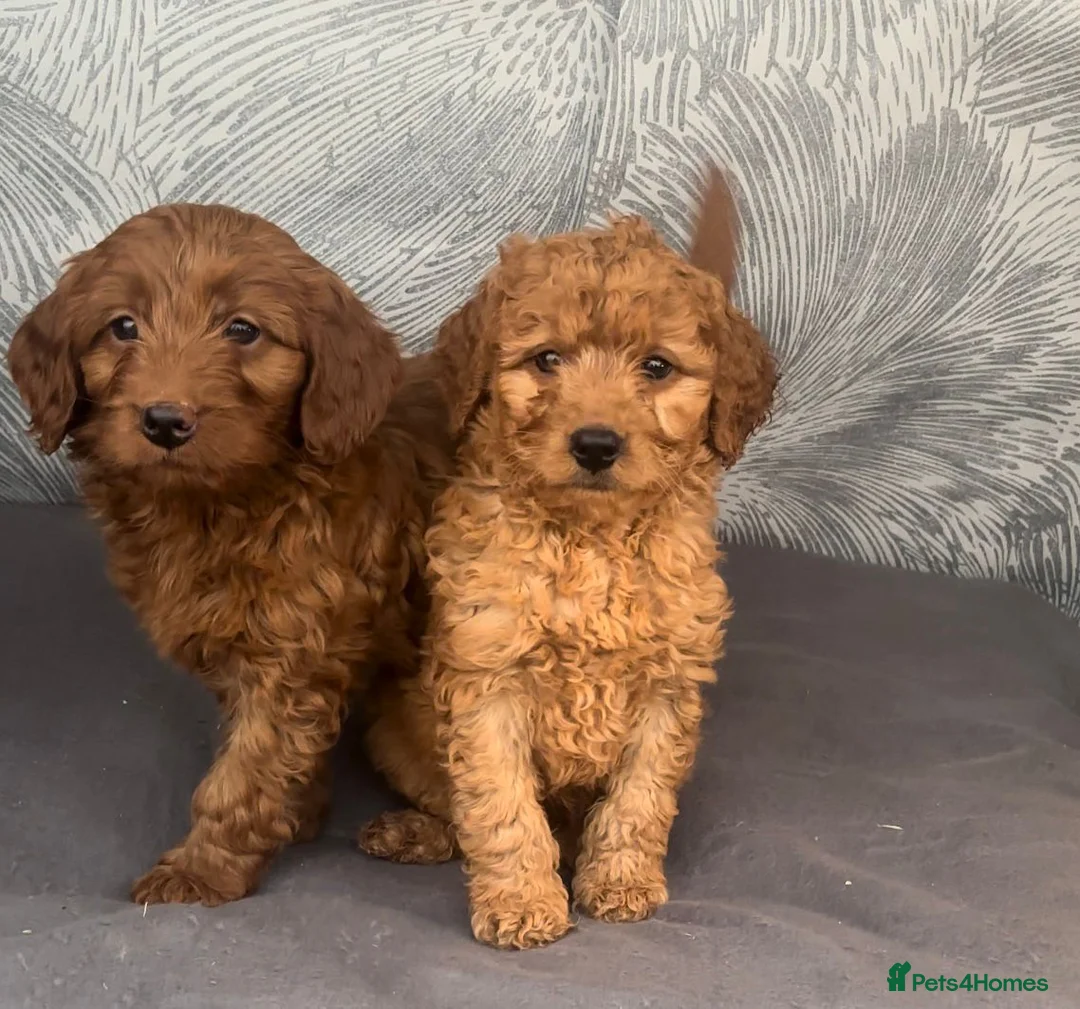 Cavapoo dogs for sale: Cavapoo puppies for sale  - Advert 1