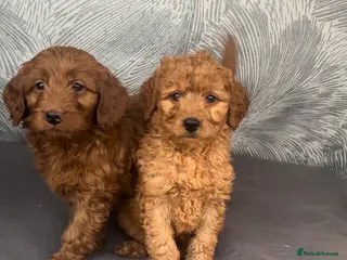 Cavapoo dogs Cavapoo puppies for sale - Advert 1