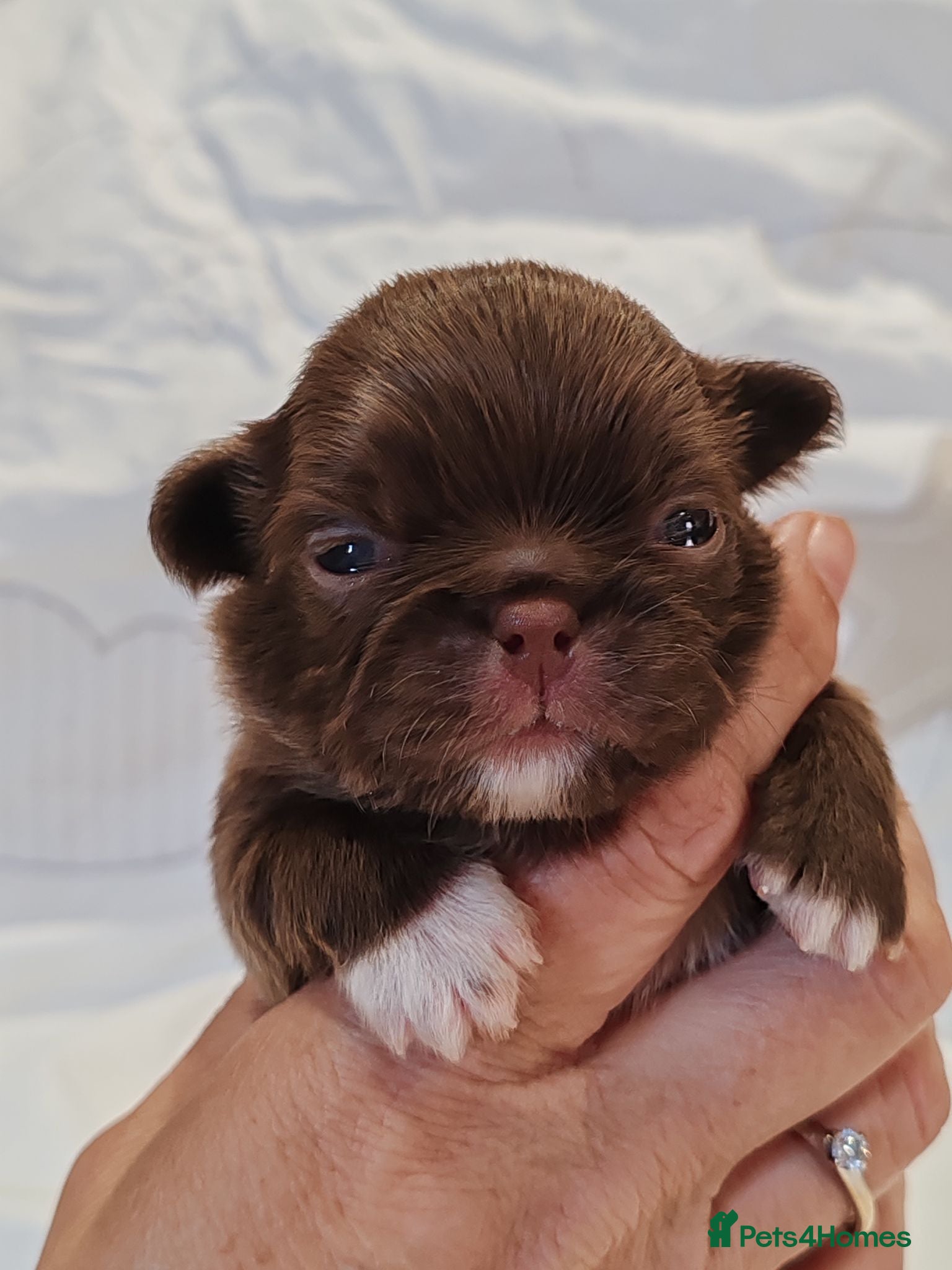 Chihuahua dogs KC REG THAI X RUSSIAN LINES NOW ARRIVED  - Advert 10