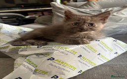 Maine Coon cats for sale: Maine coon cross ragdoll kittens  - Image 7