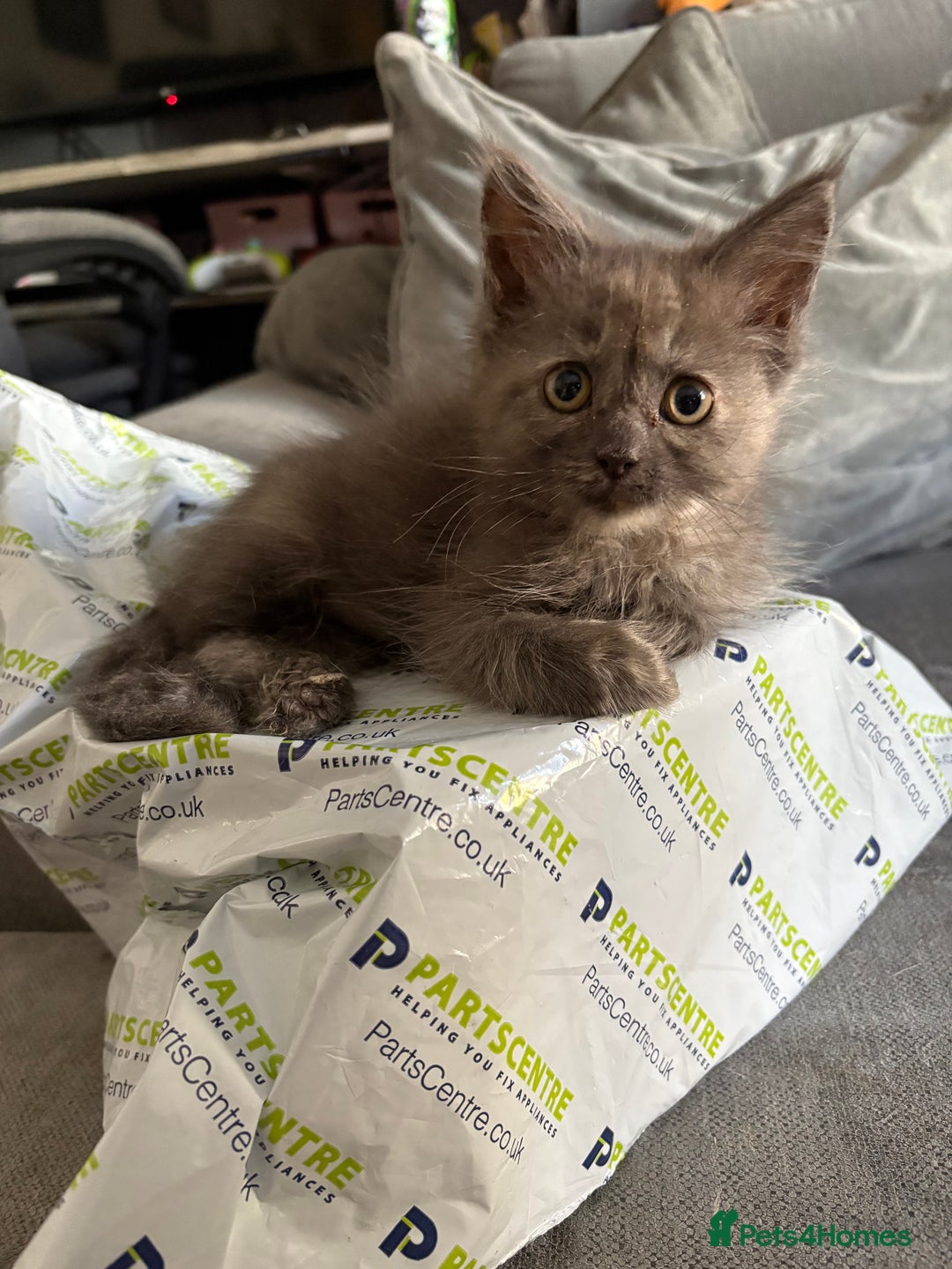 Maine Coon cats for sale: Maine coon cross ragdoll kittens  - Image 7
