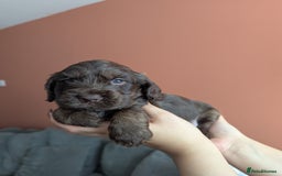 Cocker Spaniel dogs for sale: ✨ Showline Cocker Spaniel puppies for sale ✨ - Image 26