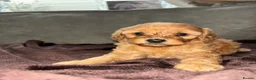 Cockapoo dogs for sale: Beautiful cockapoo puppies  in Montrose - Advert 14