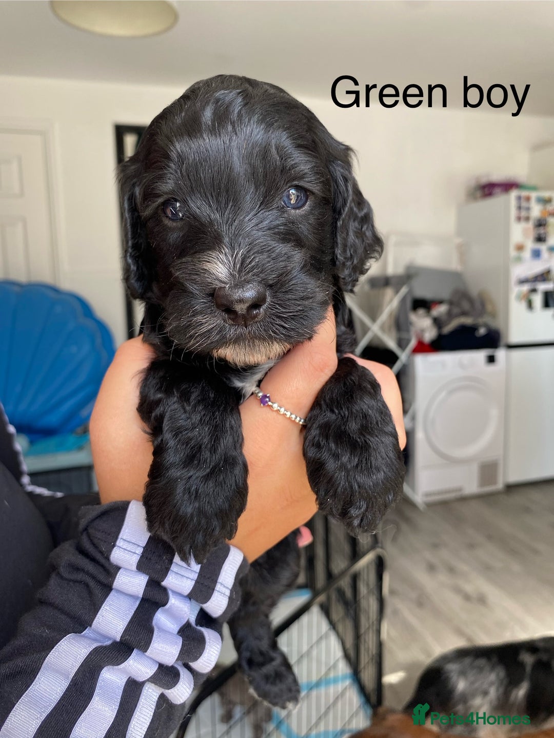 Cockapoo dogs for sale: Beautiful 5⭐️ F1 Cockapoos! - Image 5