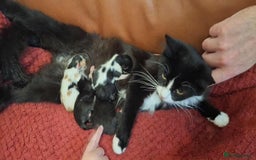 Mixed Breed cats for sale: Black/white Kittens x 2 - Image 2