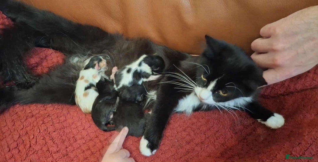 Mixed Breed cats for sale: Black/white Kittens x 2 - Image 2