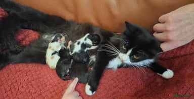 Mixed Breed cats - Advert 3