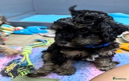 Cavapoo dogs for sale: READY NOW! Adorable Phantom F1b Cavapoo puppies  - Image 33