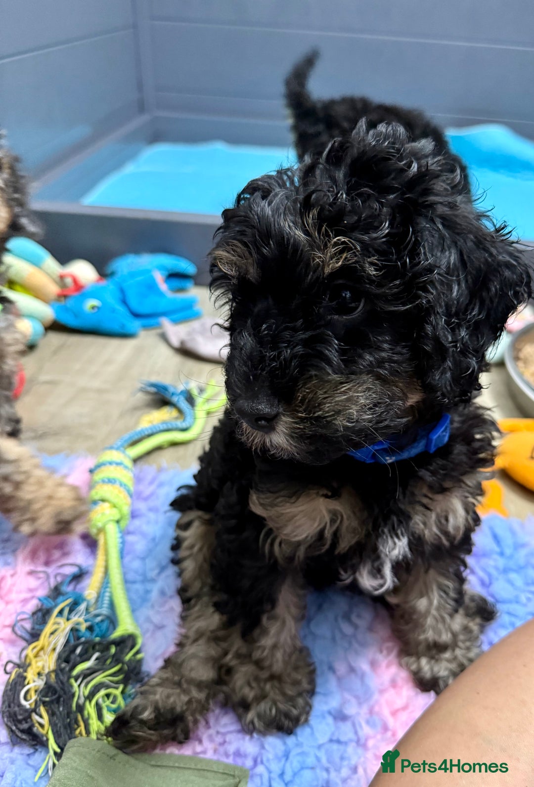 Cavapoo dogs for sale: READY NOW! Adorable Phantom F1b Cavapoo puppies  - Image 33