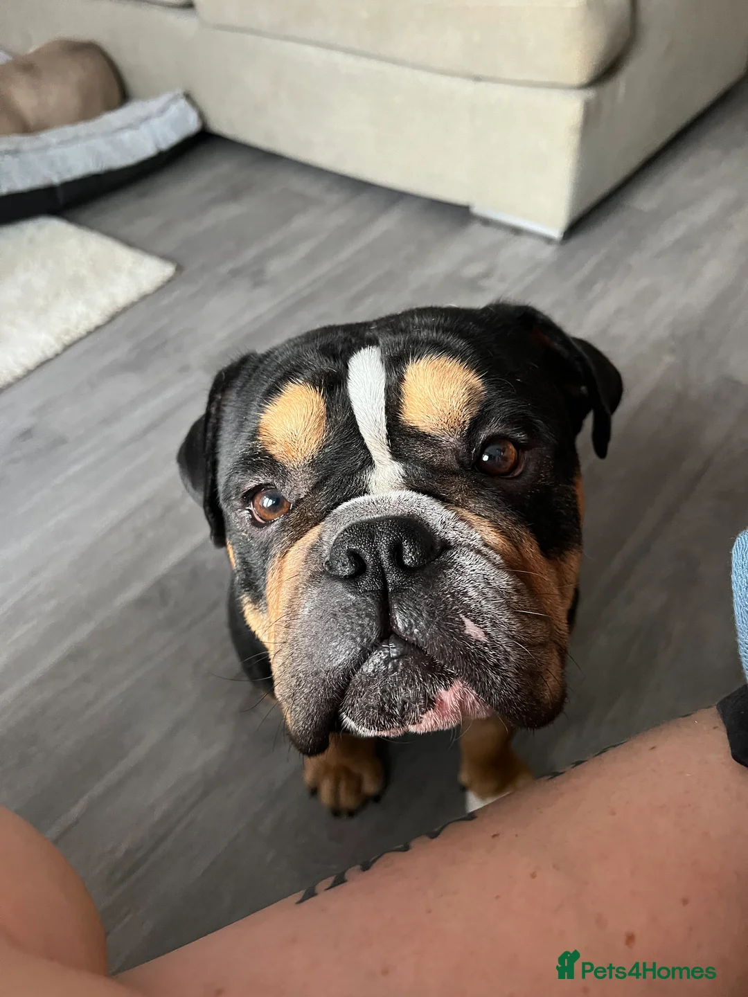 English Bulldog dogs for sale: English bulldog  - Advert 4