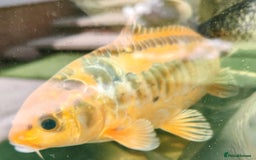Koi Carp fish for sale: KOI FOR SALE - Image 9