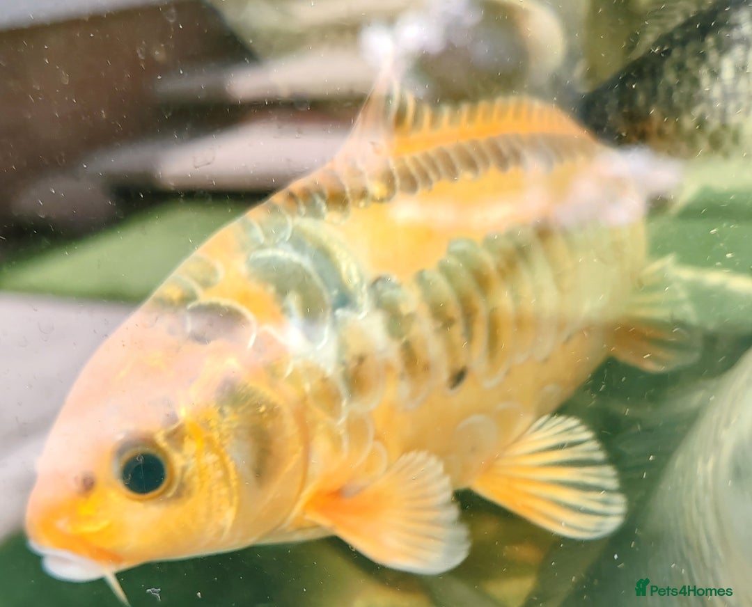 Koi Carp fish for sale: KOI FOR SALE - Image 9