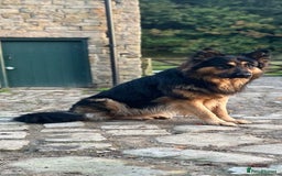 German Shepherd dogs for sale: Gorgeous German Shepherd pups - Image 10