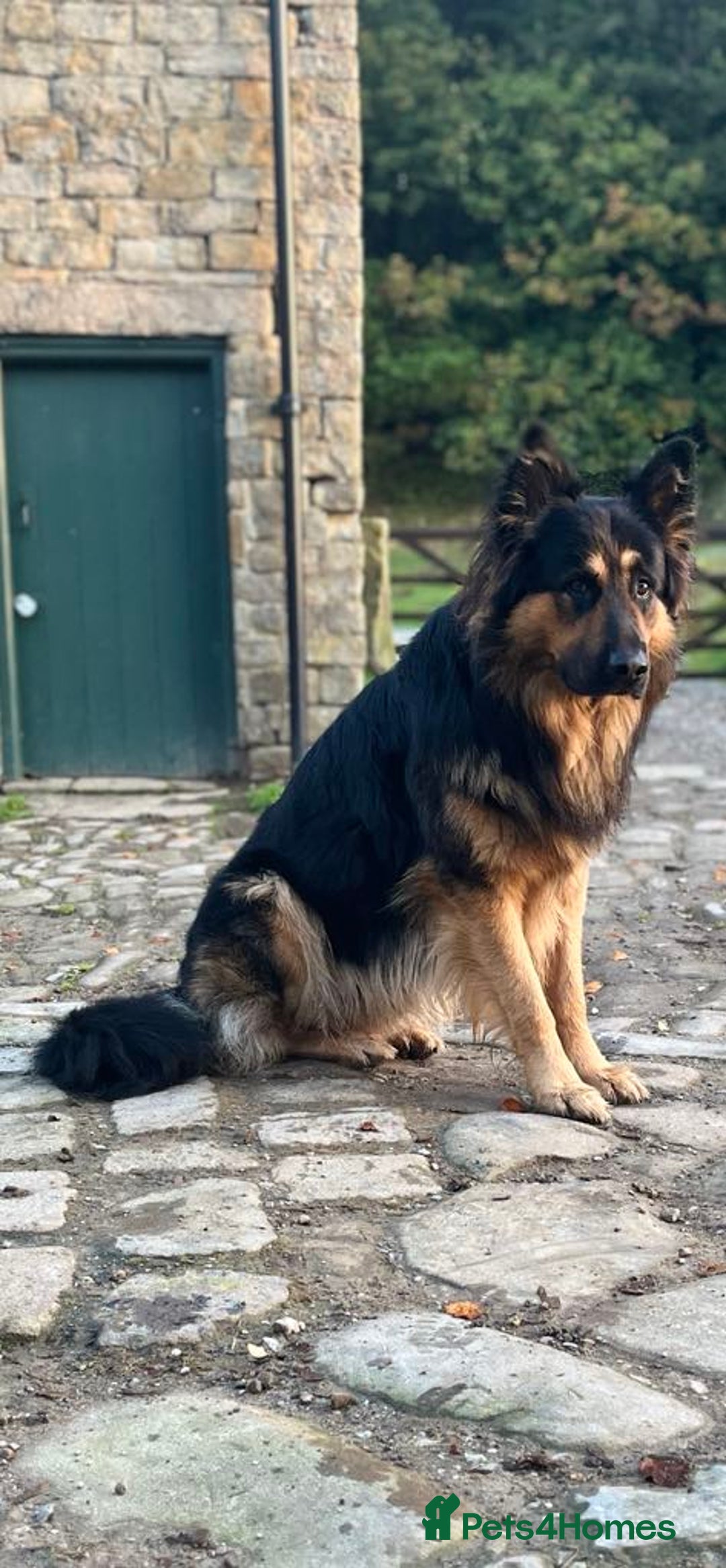 German Shepherd dogs for sale: Gorgeous German Shepherd pups - Image 10