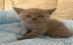 British Shorthair cats for sale: Beautiful cuddly, British short hair kittens  - Image 7