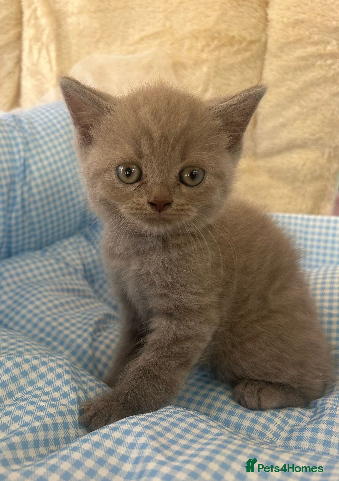 British Shorthair cats for sale: Beautiful cuddly, British short hair kittens  - Image 7