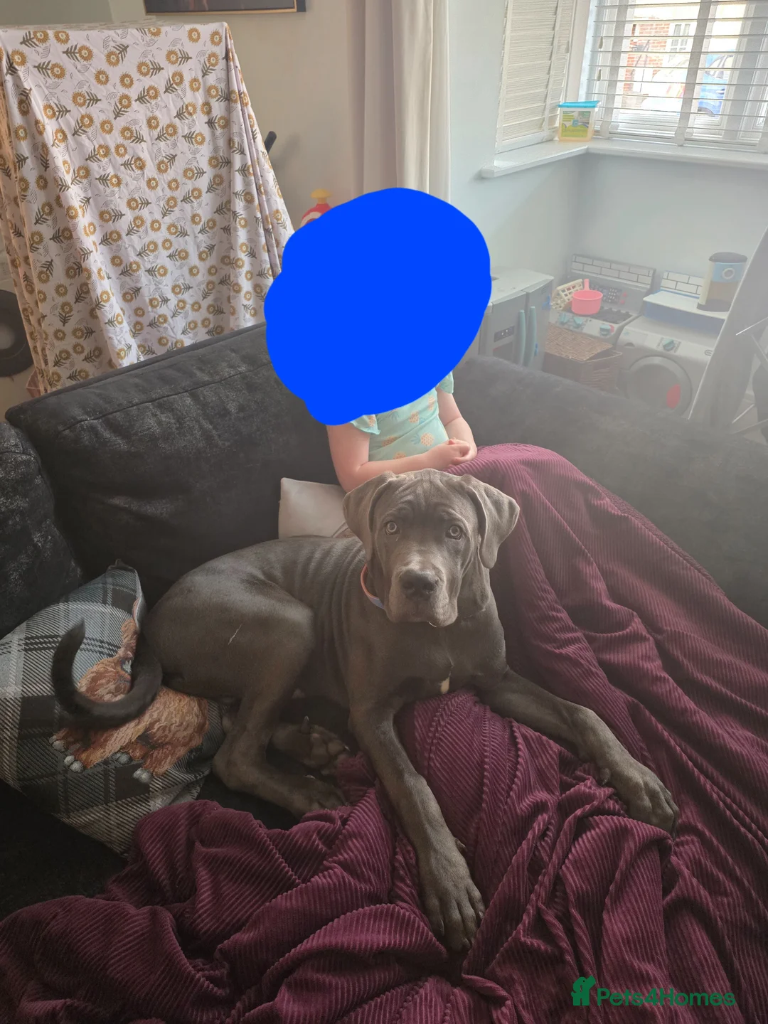 Cane Corso dogs for sale: Full breed cane corso - Advert 2