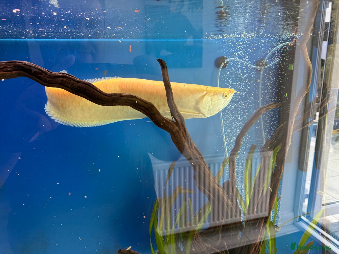 Cichlids fish for sale: Albino Arowana - Image 16