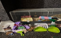 Guinea Pig rodents for sale: 2 male guinea pigs, cage, food ect. Open to offers - Image 3