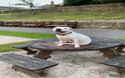 American Bull Staffy dogs for sale: Daisy - Image 3
