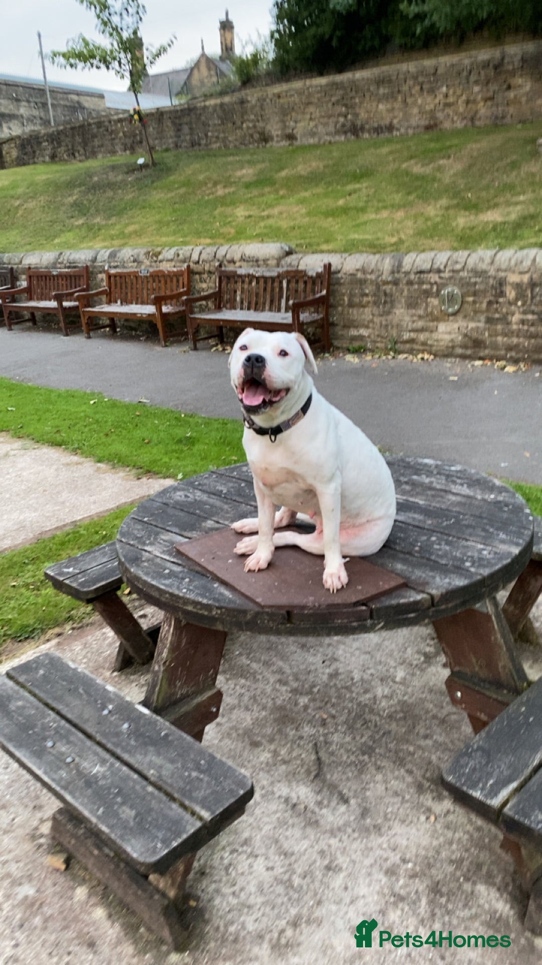 American Bull Staffy dogs for sale: Daisy - Image 3