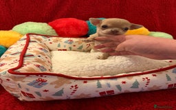 Chihuahua dogs for sale: Tiny apple head chihuahuas - Image 30
