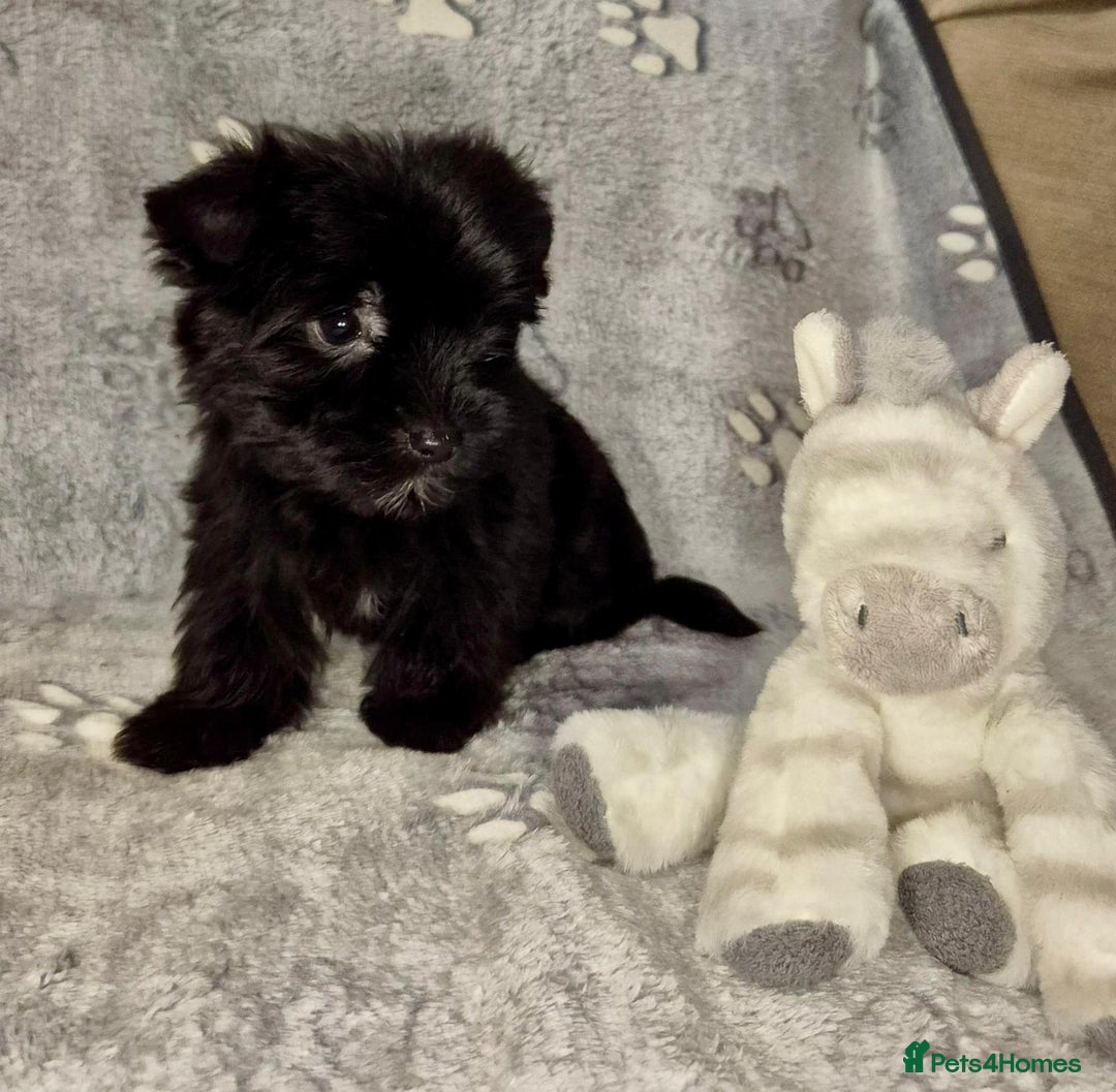 Mixed Breed dogs for sale: Tiny Black Biewer yorkie Available  - Advert 1