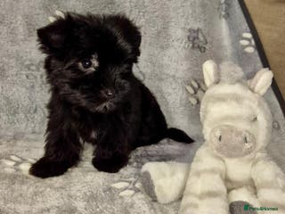 Mixed Breed dogs Tiny Black Biewer yorkie Available - Advert 1