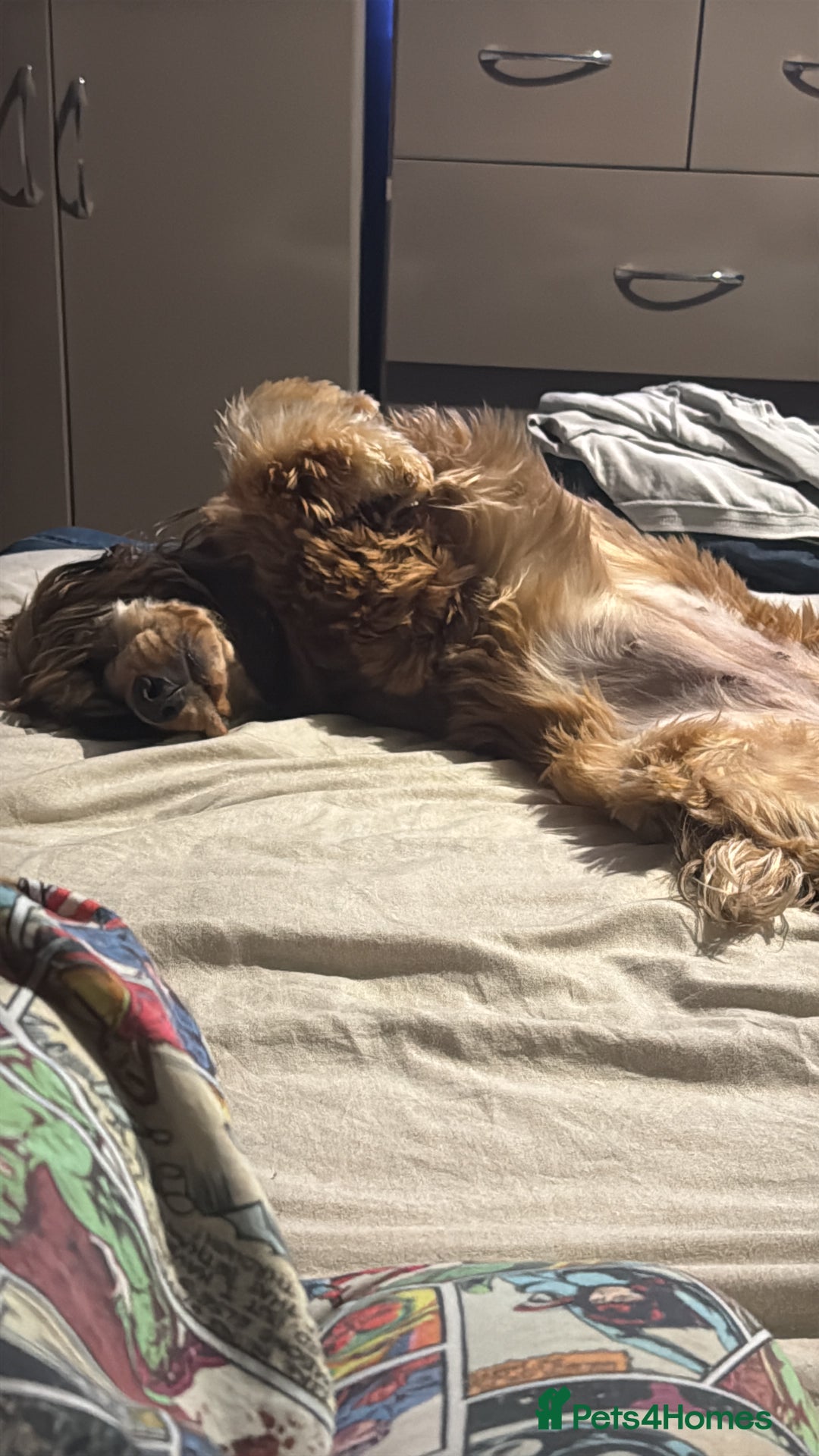 Cocker Spaniel dogs for sale: 3 year old cocker (Fern) - Advert 6