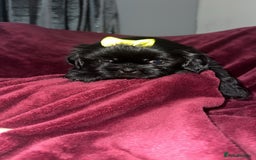 Shih Tzu dogs for sale: Shih Tzu Puppies  - Image 13