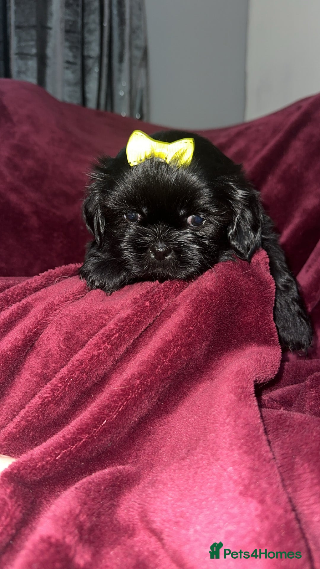 Shih Tzu dogs for sale: Shih Tzu Puppies  - Image 13
