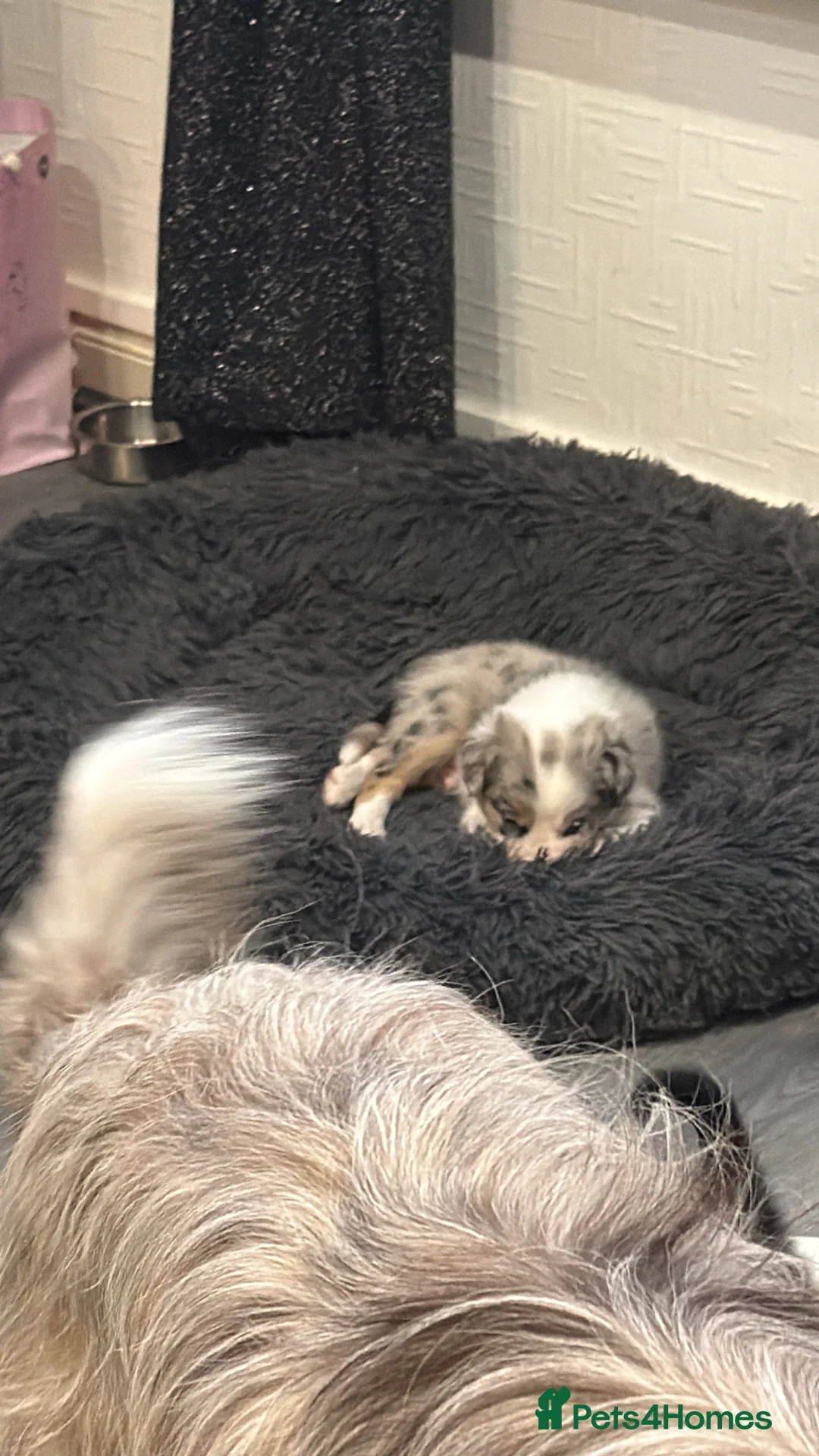 Mixed Breed dogs for sale: Stunning Border Collie Cross Puppies Family Raised - Advert 18