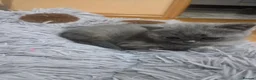 Scottish Fold cats for sale: Kittens Scottish straight blue boy and girl in Nottingham - Advert 24