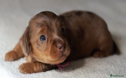 Miniature Dachshund dogs for sale: 5StarsLicensed+LongHaired+KC+PRAClear+VetChecked - Image 26