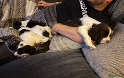 English Springer Spaniel dogs for sale: Gorgeous English Springer spaniel puppies - Image 9