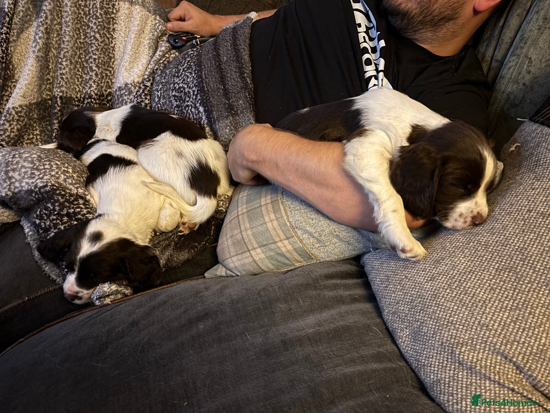 English Springer Spaniel dogs for sale: Gorgeous English Springer spaniel puppies - Image 9