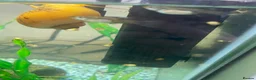 Snails fish for sale: Golden apple snails - Advert 9