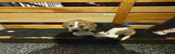 Beagle dogs for sale: Beagle puppy's  - Advert 11