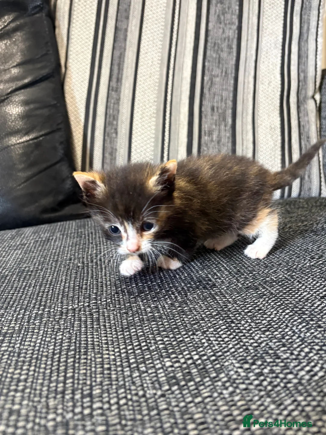 British Shorthair cats for sale: 5 baby kitten for sale each for £50 - Advert 2